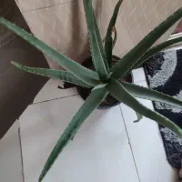 گل الوورا|گل و گیاه طبیعی|بهارستان, |دیوار