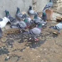 کبوتر بوم پرشی