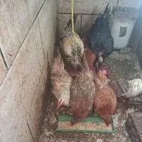 مرغ و خروس