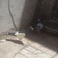 یهودی سیاه نر