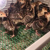 جوجه بوقلمون ۲۰ روزه برنز و بوربون|حیوانات مزرعه|بابل, |دیوار