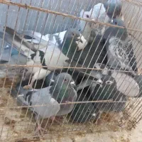 کبوتر سبز و کوهی