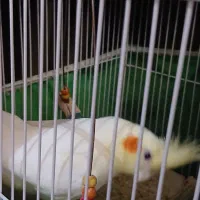 عروس هلندی