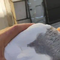 کبوتر یال الماسی