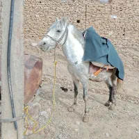 اسب|اسب و تجهیزات اسب‌سواری|سقز, |دیوار