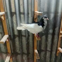 کفتر وبوم|پرنده|مشهد, نوید|دیوار