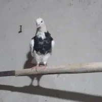 کله‌ دم سبز|پرنده|لالجین, |دیوار