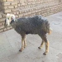 بره ماده جهت قربانی 25کیلو