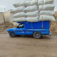 کاه نرم وگوسفندی