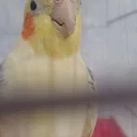 گمشده