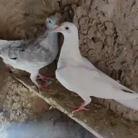 جوانه سار سرور|پرنده|چناران, |دیوار