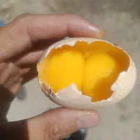 تخم مرغ محلی دو زرده