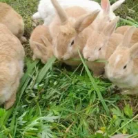 خرگوش نیمه لپ