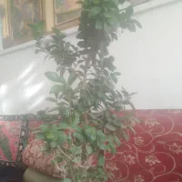 بنسای جنسینگ سلام|گل و گیاه طبیعی|مرودشت, ابوذر شمالی‎|دیوار