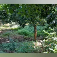 فروش یک قطعه زمین