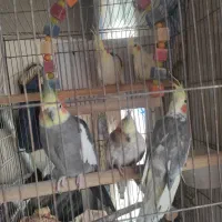 فروش عروس طوطی برزیلی عروس دست اموزم دارم وحشی هم