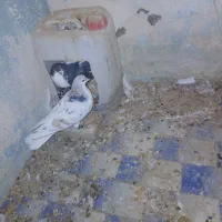 صده هفرنگ|پرنده|سبزوار, شرق کال شمالی|دیوار