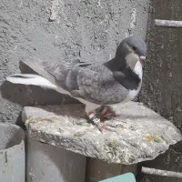 کبوتر گرفتنی و جوانه|پرنده|سبزوار, پاسداران|دیوار