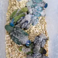 جوجه طوطی کوتوله