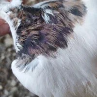 کبوتر طوقی|پرنده|گنبد کاووس, |دیوار