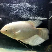 ماهی اروانا گار اسفر