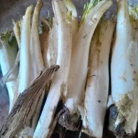 کنگر تازه خوشمزه