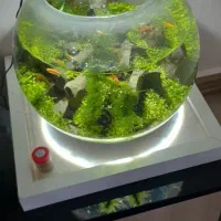 تنگ گیاهی همراه با ماهی