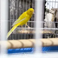 قناری نر سوپر