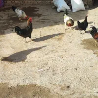 خروس فروشی|حیوانات مزرعه|دینور, |دیوار