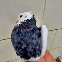 کبوتر طوقی هفت رنگ نر کاکل پالخت