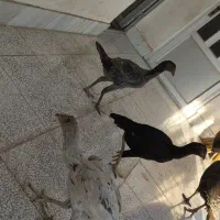 3عدد لاری نژاد دار سالم و سرحال|حیوانات مزرعه|گنبد کاووس, |دیوار