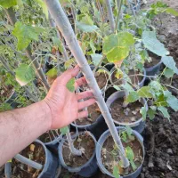 نهال و درخت کبوده|خدمات باغبانی و درختکاری|فلاورجان, |دیوار