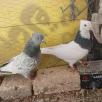 کفتر یا کبوتر طوقی سیاه