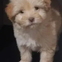 توله سگ پا کوتاه|سگ|زنجان, |دیوار