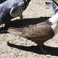 تعدادی کفتر .کبوتر