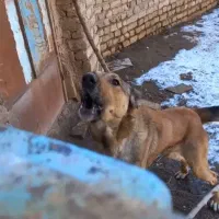 سگ آدمی سفت