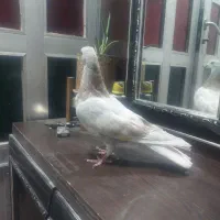 کبوتر|پرنده|بروجرد, |دیوار