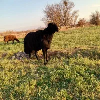 قوج شیشک قره قزل