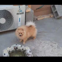 پامرخرسی|سگ|بندرعباس, |دیوار