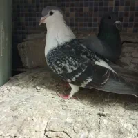 کبوتر سبز ساده