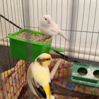 قناری نر و ماده