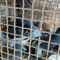 کبوتر کشتنی یا معمولی|پرنده|شوشتر, |دیوار