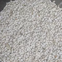 فروش لوبیا سفید اعلا|خوردنی و آشامیدنی|چادگان, |دیوار