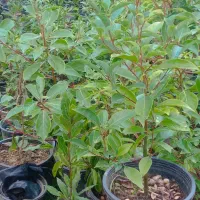 فروش انواع گل|خدمات باغبانی و درختکاری|رودسر, |دیوار