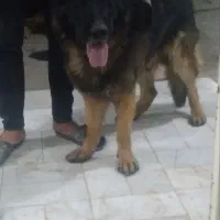 سگ ژرمن شپر|سگ|برخوار, |دیوار