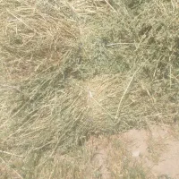 ۶۰ عدد علف یونجه و خشه