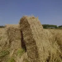 کاه برنج مرغوب و خشک (سرچینا)