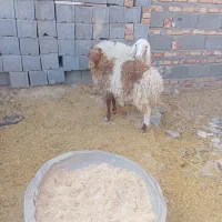 بره نر و ماده|حیوانات مزرعه|زاهدان, |دیوار