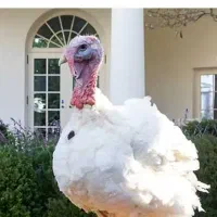 بوقلمون گوشتی زنده و کشتار
