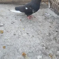 کفتر سینه سیاه ماده